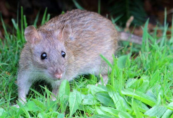 Air Pistol For Rats - Precision for Rat Control. - Huntsman Sports